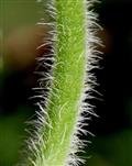  Stem